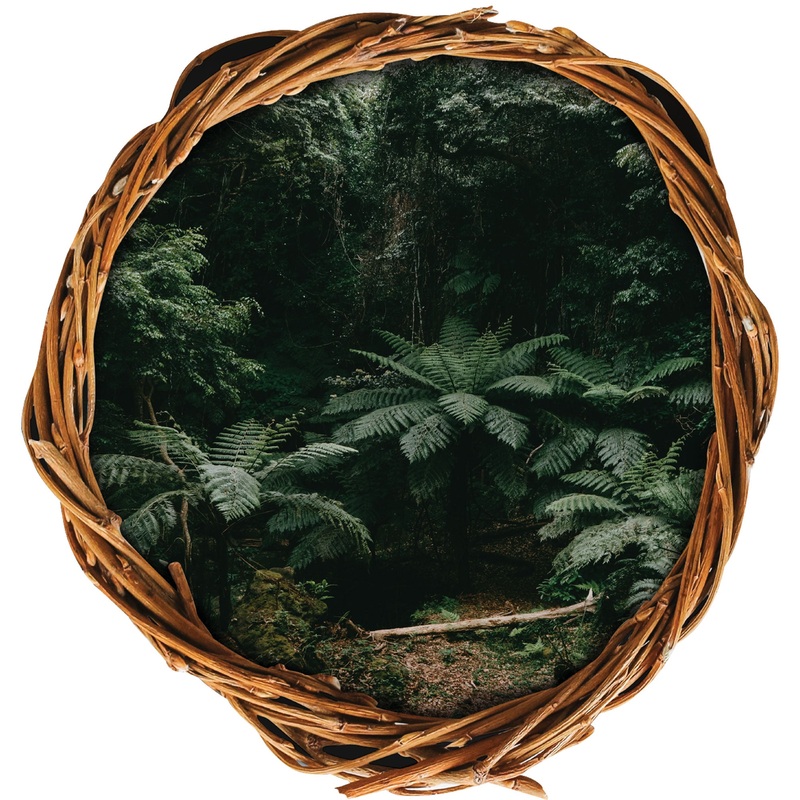 Home Decor:  Jungle Ferns Kingdom        –   Removable Wall   Adhesive Decal
