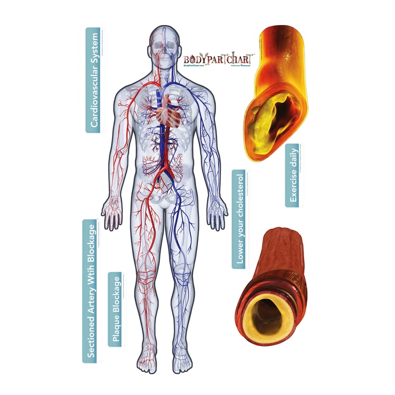 Body Part Chart:  Cardiovascular System        –   Removable     Adhesive Decal