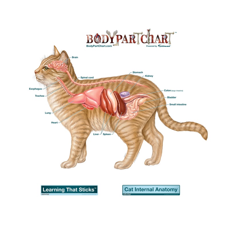 Body Part Chart: Cat Anatomy System        –   Removable     Adhesive Decal