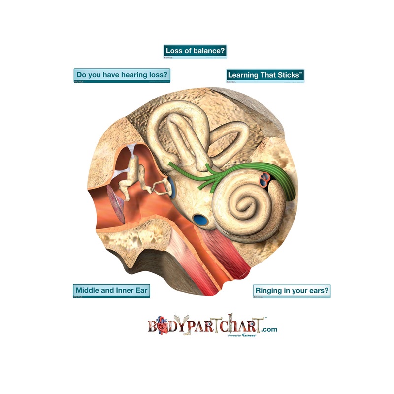 Body Part Chart:  Inner Ear        –   Removable     Adhesive Decal