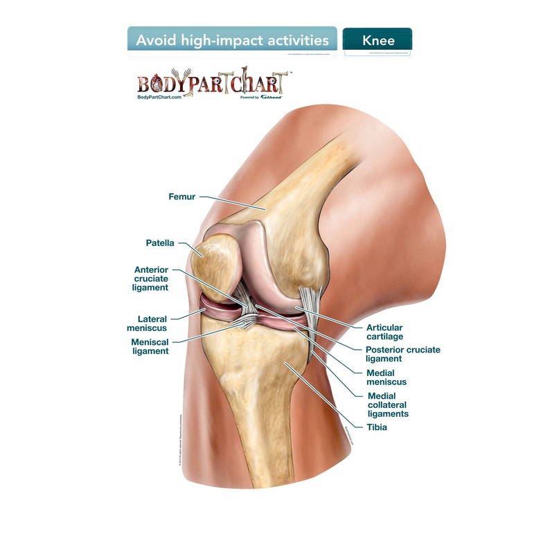 Body Part Chart:  Knee Ligaments        –   Removable     Adhesive Decal