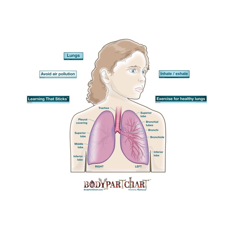 Body Part Chart:  Simplified Lungs        –   Removable     Adhesive Decal