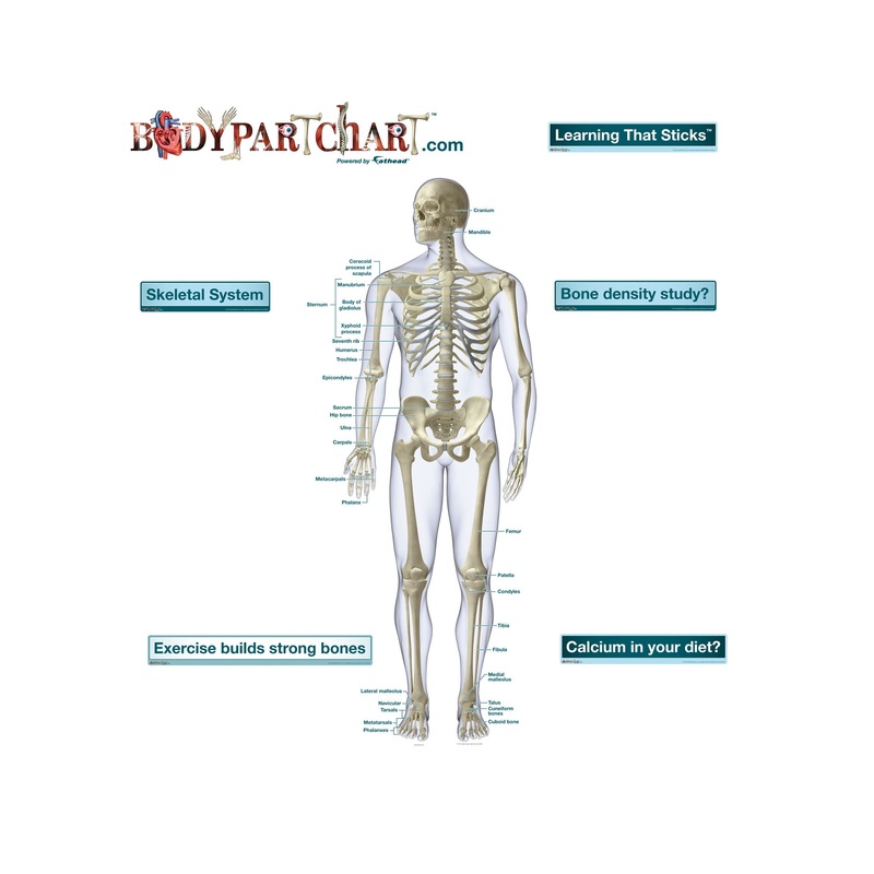 Body Part Chart: Skeletal System Front View        –   Removable     Adhesive Decal
