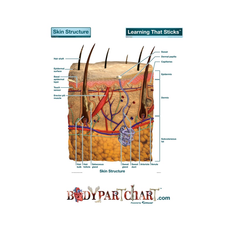 Body Part Chart:  Skin Cross-Section (Labeled)        –   Removable     Adhesive Decal