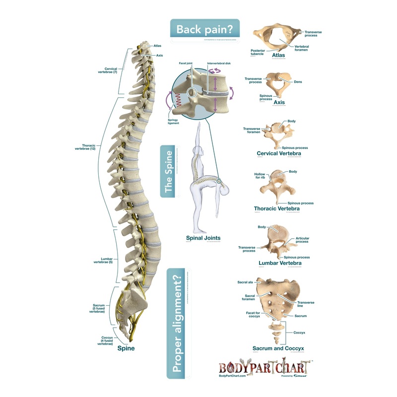 Body Part Chart:  Spine        –   Removable     Adhesive Decal