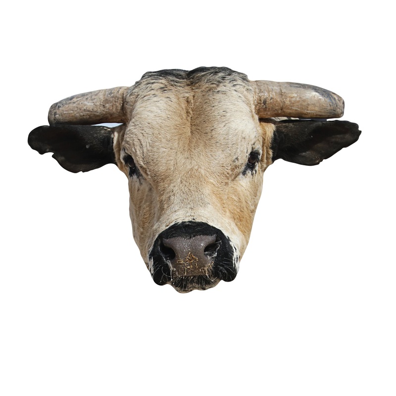 PBR:  Mezcal   Foam Core Cutout  – Officially Licensed Pro Bull Riding    Big Head