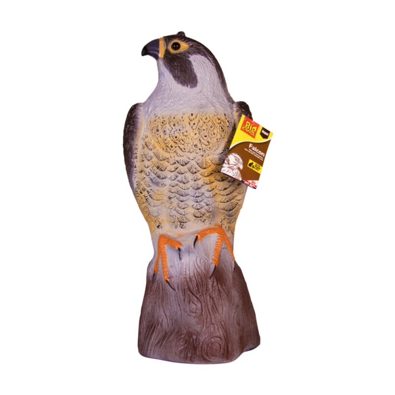 The Big Cheese Falcon